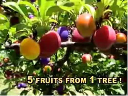 Five Fruit Tree