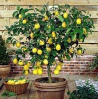 Meyer Lemon Tree | Grow Your Own Lemons