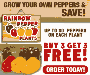 Rainbow Peppers 5 Different Color Peppers Farm Fresh