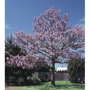 Empress Paulownia Royal Fast Growing Tree Spring Special